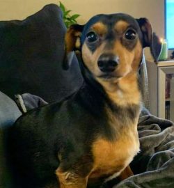 These dogs tend to be “yappy,” though that also makes them great at being watchdogs. 