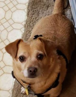Chiweenies do best in one-person households or homes with smaller families and older children. 