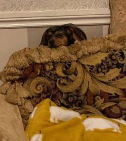 Although designer breeders started creating Chiweenies in the late 1990s, you can find them at s ...
