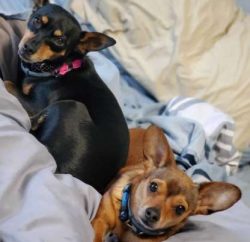 Although designer breeders started creating Chiweenies in the late 1990s, you can find them at s ...