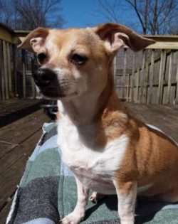 The Chiweenie dog breed may have existed naturally over the years, but designer breeders started ...