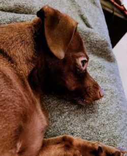 Breeders wanted to mix the two parent breeds to minimize the back problems that tend to affect D ...