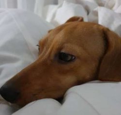 Even though the Chiweenie breed got its start as a designer breed, some have ended up in shelter ...