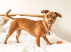 Check your local shelters, look up Chiweenie rescues, or check with breed-specific Dachshund or  ...