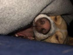 As the Chiweenie is a relatively new mixed breed, there are few standards when it comes to size. ...