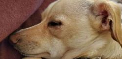 As with all dogs, you should keep up with your Chiweenie’s regular veterinary checkups to  ...