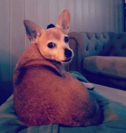 The Chipin is a mixed breed dog — a cross between the Chihuahua and Miniature Pinscher dog breed ...