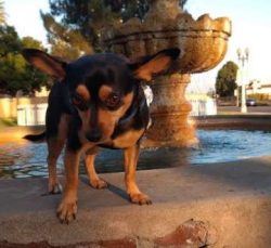 These adorable pups make great apartment dogs for active urban dwellers and families; although,  ...