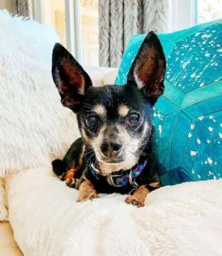 Chipin coats are often a mix of their Miniature Pinscher and Chihuahua parents’ coats and  ...