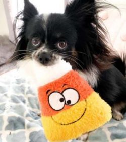 The Chion is a mixed breed dog — a cross between the Chihuahua and Papillon dog breeds. Petite,  ...