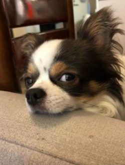 These adorable pups make great apartment dogs for active metropolitan dwellers, though they’re b ...