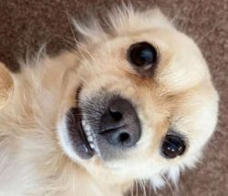 Chions are mixed breed dogs. They are not purebreds like their Chihuahua or Papillon parents. 
