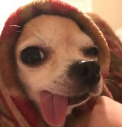 Chions have high energy levels. Make sure your dog gets at least one good half-hour- to hour-lon ...