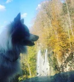 The Chion can get along with other pets if they are introduced slowly and calmly. However, they  ...