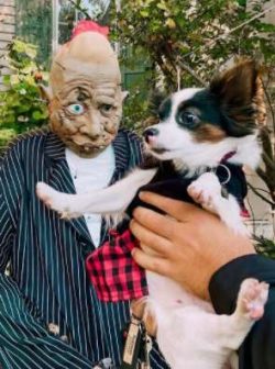 The Chion can get along with other pets if they are introduced slowly and calmly. However, they  ...