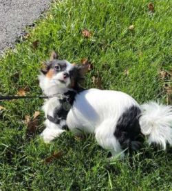 As the Chion is a relatively new mixed breed, there are few standards when it comes to size. Tha ...