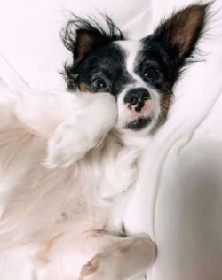 Both the Chihuahua and the Papillon were specifically bred to be companion dogs, which makes Chi ...