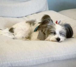 These small dogs also love to bark or be “yappy.” If you want a watchdog who will al ...