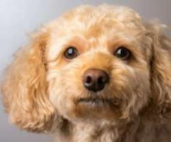 Cavapoos are extremely people-oriented and love being in a home environment 