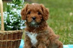 Cavapoos are good watchdogs and will quickly let an owner know when there are strangers about or ...
