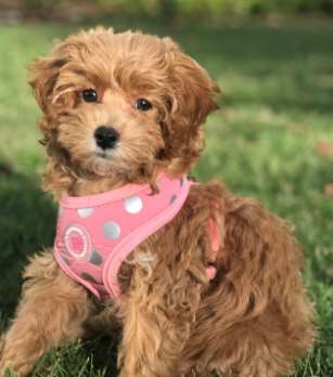 The fact that Cavapoos are a cross between a Poodle and a Cavalier King Charles Spaniel means th ...