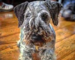 As a rough guide, the average cost to keep and care for a Cesky Terrier would be between £50 to  ...