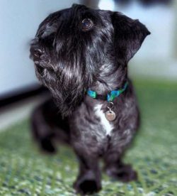 If you are looking to buy a Cesky you may have to go on a waiting list because not many puppies  ...