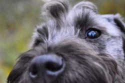 Older dogs are not known to be fussy or finicky eaters, but this does not mean you can feed them ...