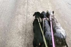 If you get a Cesky puppy from a breeder, they would give you a feeding schedule and it’s i ...