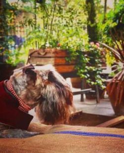 Ceskies are quite high energy little terriers and as such they need a minimum of an hour’s ...