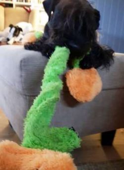 It’s also important to check a dog’s ears on a regular basis and to clean them when  ...
