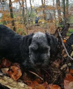 Ideally, these little terriers need to brushed daily paying special attention to a dog’s f ...