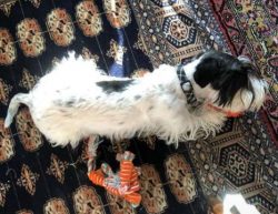 Cesky Terriers boast quite high maintenance coats that need to be regularly groomed in order to  ...