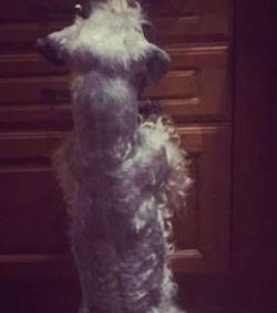 Older Cesky Terriers don’t need the same amount of daily exercise as a younger dog, but th ...
