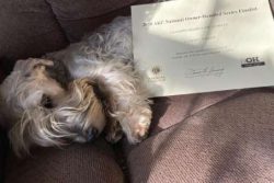 Living with a Cesky Terrier in their golden years means taking on a few more responsibilities, b ...