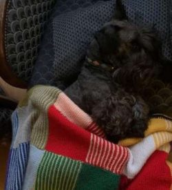 All puppies are sensitive to noise including Cesky Terrier puppies. It’s important to keep ...