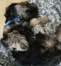 Puppies need to sleep a lot to grow and develop as they should which means setting up a quiet ar ...