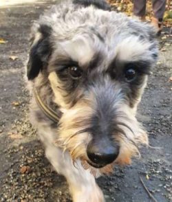 The average life expectancy of a Cesky Terrier is between 9 and 15 years when properly cared for ...