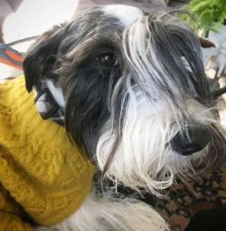 As long as a Cesky Terrier has been well socialised from a young age and introduced to as many o ...