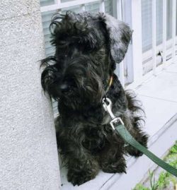 There is nothing a Cesky enjoys more than being part of the family and as such they get on well  ...