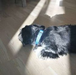 Like all puppies, Cesky Terriers are incredibly cute when young and it is all too easy to spoil  ...