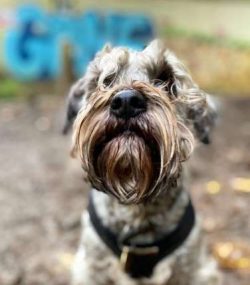 Cesky Terriers are natural watchdogs because they are always on the alert and ready to voice an  ...