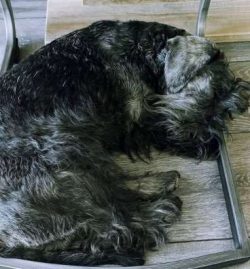 Some Cesky Terriers love swimming and will take to the water whenever they can more especially w ...