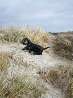 Cesky Terriers are known to like the sound of their own voices a little too much which is someth ...