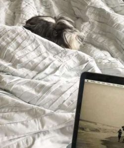 Cesky Terriers thrive in a home environment and form strong ties with their families and dogs ar ...