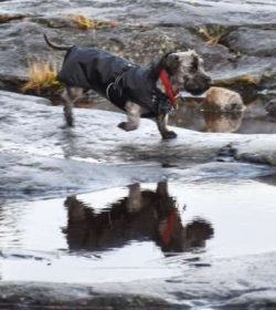 Cesky Terriers are highly adaptable dogs and providing they are given enough daily physical exer ...