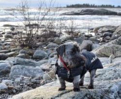 Cesky Terriers have a very playful side to their natures and love to entertain and be entertaine ...