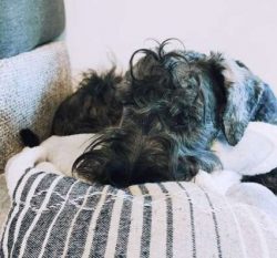 Cesky Terriers have a very playful side to their natures and love to entertain and be entertaine ...