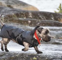 Although Cesky Terriers are social by nature, they have a high prey drive and will happily chase ...