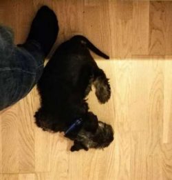 The Cesky Terriers is a good choice for first time dog owners because they are so amenable and p ...